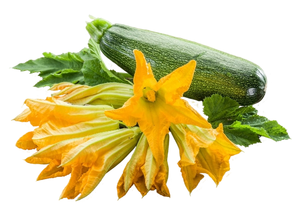 FRESH VEGETABLES COURGETTES FLOWER W/OUT JET X4 (24 in a box ) - ONLY LONDON AREA