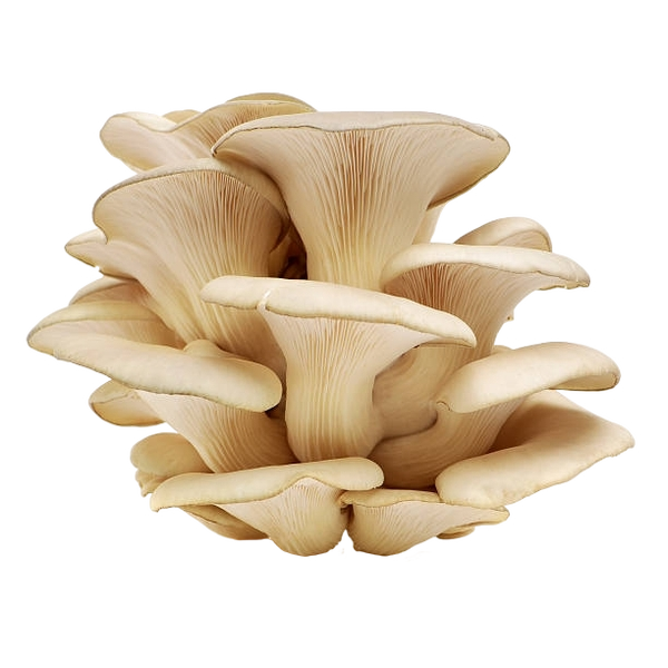 FRESH MUSHROOMS PLEUS £6 AL KG (APPROX 4.8 KG) - ONLY LONDON AREA