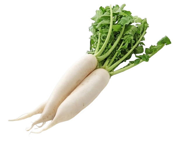 FRESH VEGETABLES MOOLI EXTRA X15 (1 in a box) - ONLY LONDON AREA