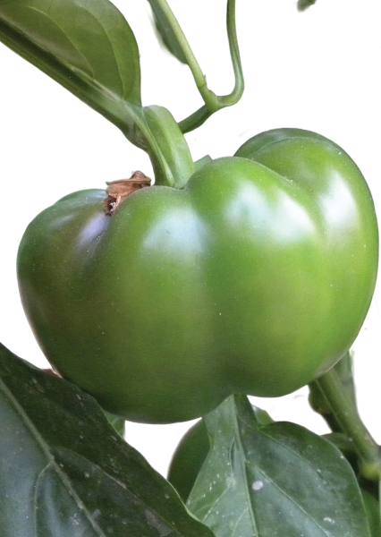 FRESH VEGETABLES PEPPERS TOPEPO GREEN £3.87 AL KG (APPROX 6.5 KG) - ONLY LONDON AREA
