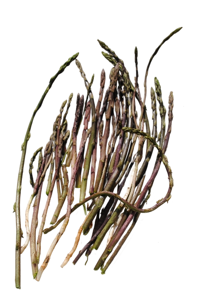 FRESH VEGETABLES ASPARAGUS WILD PURPLE BUNCHES £11.12 AL KG (APPROX 6 KG) - ONLY LONDON AREA