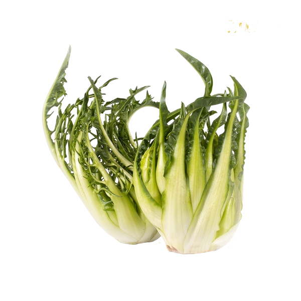 FRESH VEGETABLES PUNTARELLA £2.18 AL KG (APPROX 8.6 KG) - ONLY LONDON AREA