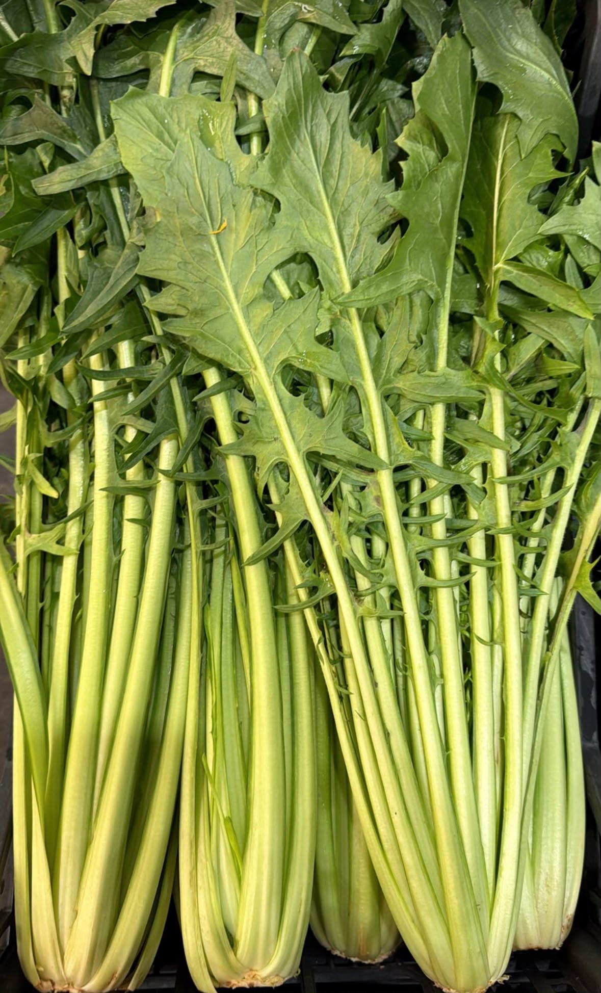 FRESH VEGETABLES CATALOGNA CICORIA LONG £2.99 AL KG (APPROX 3 KG) - ONLY LONDON AREA