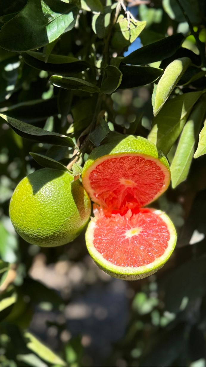 FRESH FRUITS ORANGE CARA CARA £4.12 AL KG (APPROX 5 KG) - ONLY LONDON AREA
