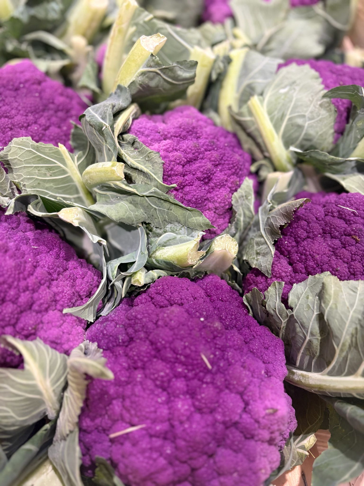 FRESH VEGETABLES CAULIFLOWER PURPLE £3.31 AL KG (APPROX 8.25 KG) - ONLY LONDON AREA