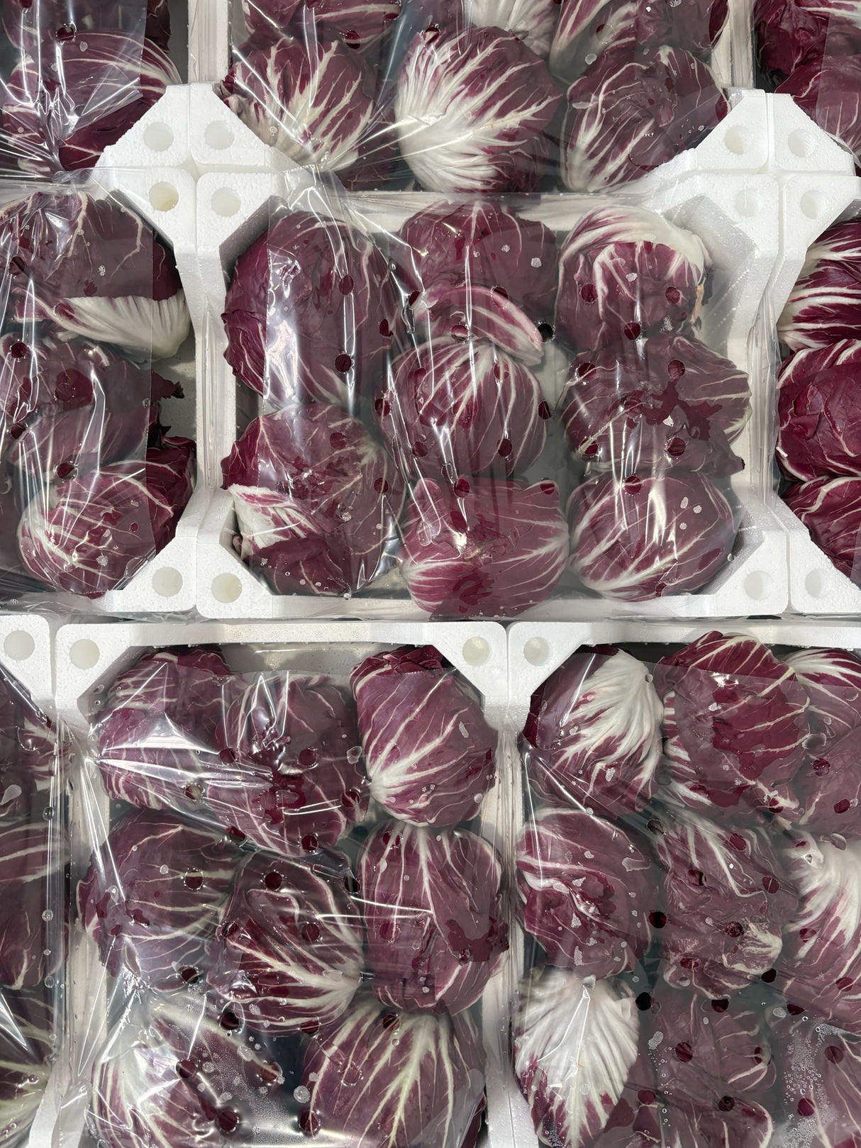 FRESH VEGETABLES RADICCHIO ROUND X9 (1 in a box) - ONLY LONDON AREA