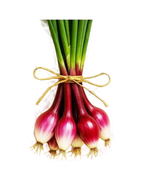 FRESH VEGETABLES ONION GRELOT RED CIPOLLOTTO BUNCH £3.87 AL KG (APPROX 7.8 KG) - ONLY LONDON AREA