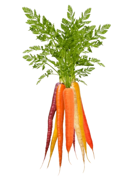FRESH VEGETABLES CARROTS HERITAGE BUNCHES £5.37 AL KG (APPROX 6.3 KG) - ONLY LONDON AREA
