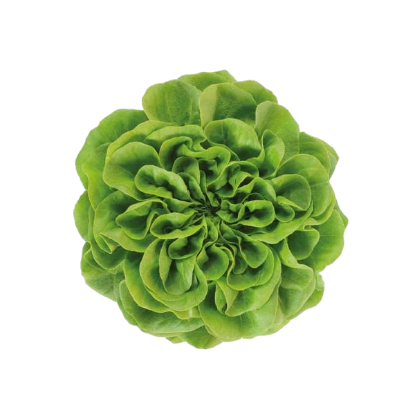 FRESH VEGETABLES SALAD SALANOVA (1 IN A BOX) - ONLY LONDON AREA