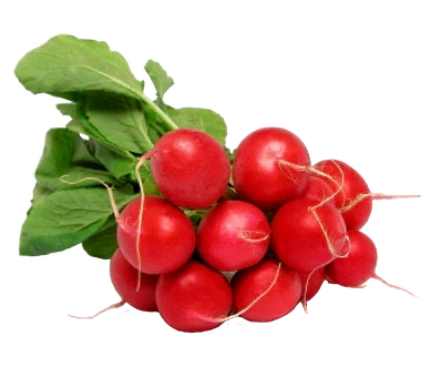 FRESH VEGETABLES RADISH RED BUNCH X15 (1 IN A BOX ) - ONLY LONDON AREA