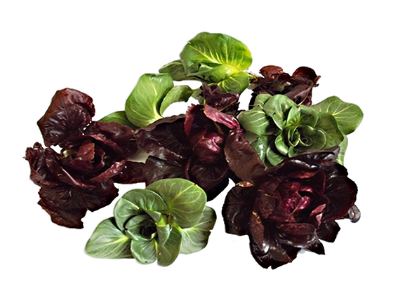 FRESH VEGETABLES CICORINO GRUMOLO MIX £5.93 AL KG (APPROX 2.35 KG) - ONLY LONDON AREA