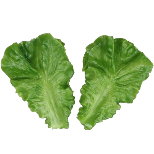 FRESH VEGETABLES LEAVES LETTUCE £2 AL KG (APPROX 3.6 KG) - ONLY LONDON AREA