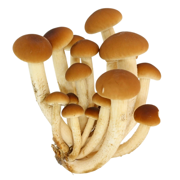 FRESH MUSHROOMS PIOPPINI (1 in a box) - ONLY LONDON AREA