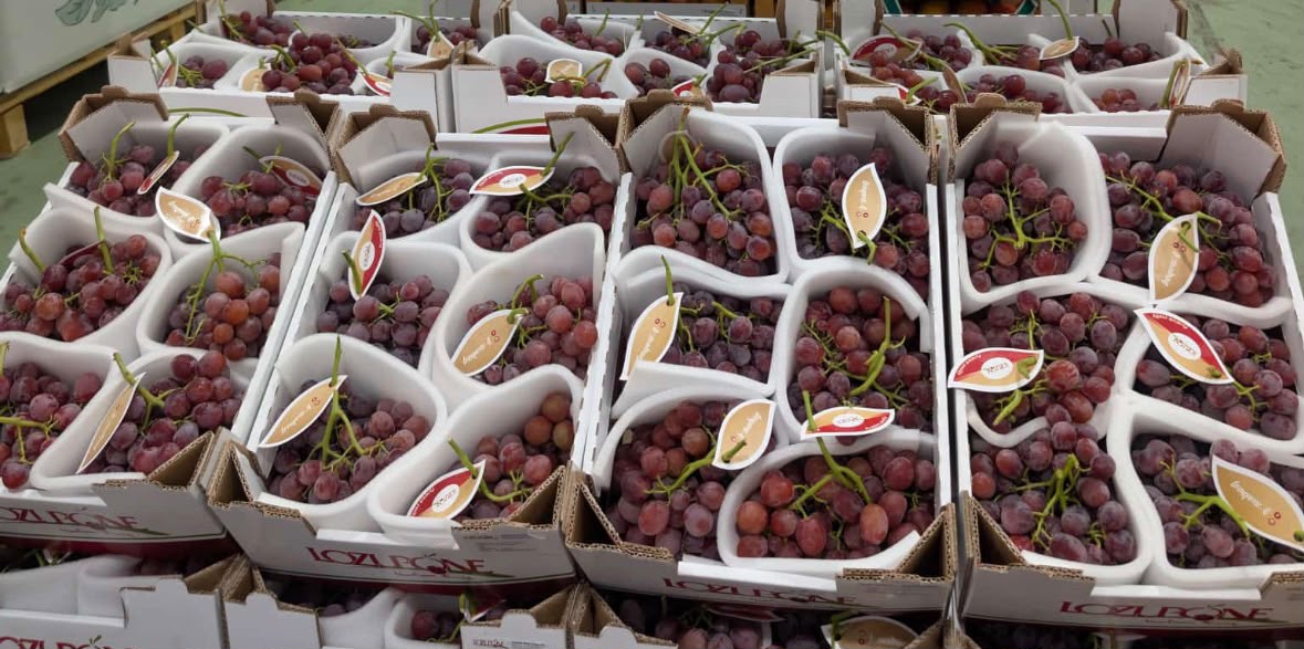 FRESH FRUITS GRAPES SEEDLESS ROSE £7.37 AL KG (APPROX 7 KG) - ONLY LONDON AREA