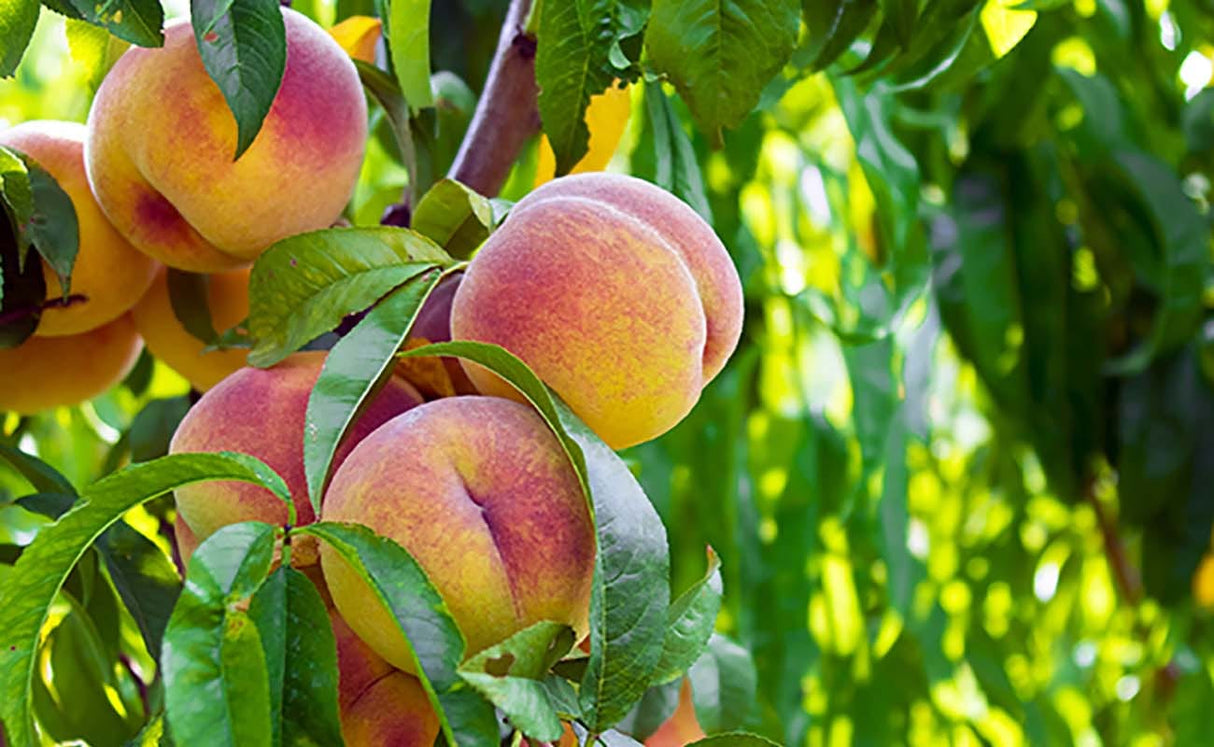 FRESH FRUITS PEACH NECTARINE TRY CAL 24 £3.43 AL KG (APPROX 4.9 KG) - ONLY LONDON AREA