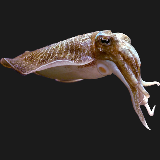 ZAROTTI PASTA SAUCE SUGO BLACK SQUID 110 GR (12 in a box)