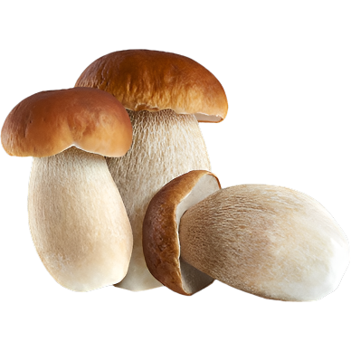 STAR GRAN RAGU' PASTA SAUCE PORCINI MUSHROOMS TIN 180 GR X2 (12 in a box)