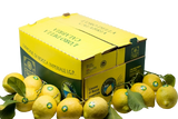 DELIZIE CALABRIA PESTO LEMON AND OLIVES LIMONE IGP ROCCA IMPERIALE 190 GR (12 in a box)
