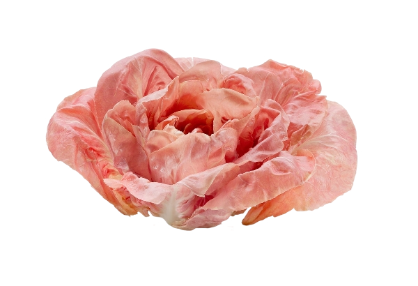 FRESH VEGETABLES RADICCHIO ROSA DEL SILE £26.75 AL KG (APPROX 1.75 KG) - ONLY LONDON AREA