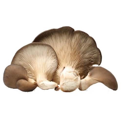 FRESH MUSHROOMS CARDONCELLI £17.68 AL KG (APPROX 4.8 KG) - ONLY LONDON AREA