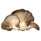 FRESH MUSHROOMS CARDONCELLI £12.37 AL KG (APPROX 3.5 KG) - ONLY LONDON AREA