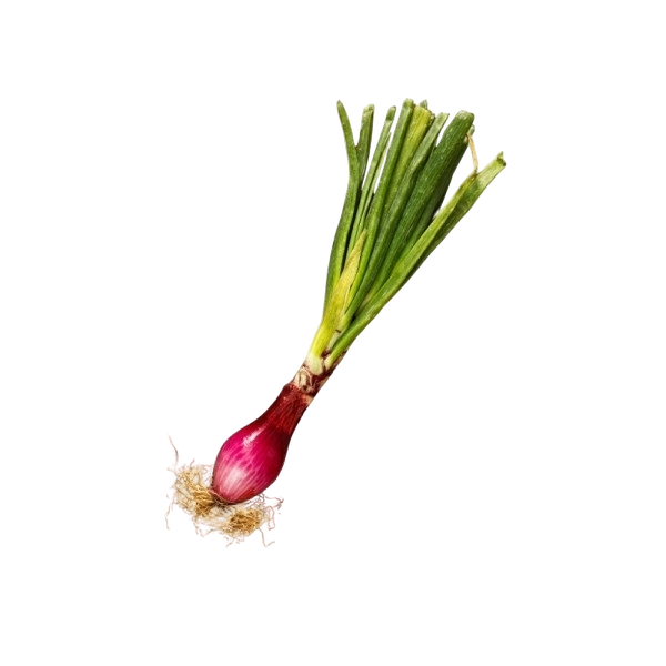 FRESH VEGETABLES ONION GRELOT RED CIPOLLOTTO BUNCH £3.87 AL KG (APPROX 7.8 KG) - ONLY LONDON AREA