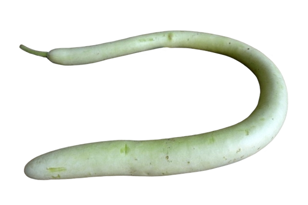 FRESH VEGETABLES COURGETTES LONG £5.06 AL KG (APPROX 18 KG) - ONLY LONDON AREA