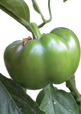 FRESH VEGETABLES PEPPERS TOPEPO GREEN £3.87 AL KG (APPROX 6.5 KG) - ONLY LONDON AREA