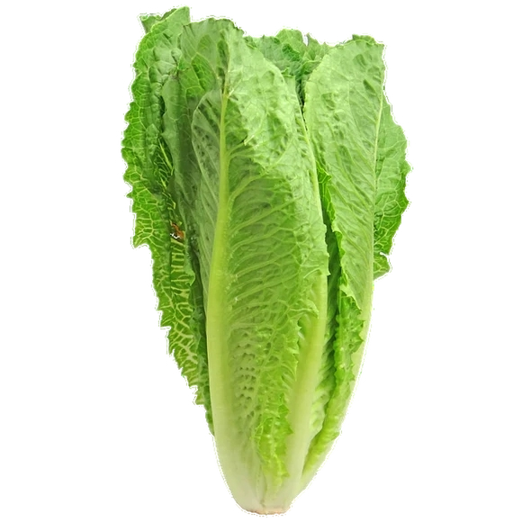 FRESH VEGETABLES SALAD LETTUCE COS £1.75 AL KG (APPROX 6.2 KG) - ONLY LONDON AREA
