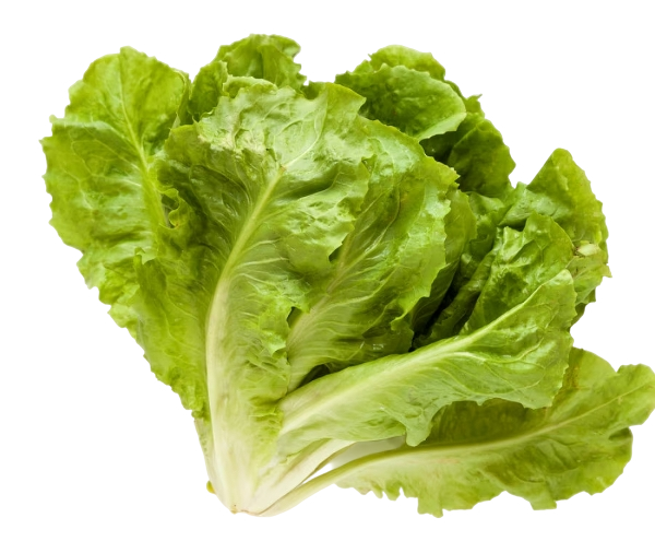 FRESH VEGETABLES SALAD SCAROLA £5.68 AL KG (APPROX 4.15 KG) - ONLY LONDON AREA