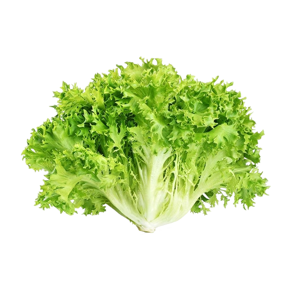 FRESH VEGETABLES SALAD SCAROLA CURLY £5.31 AL KG (APPROX 4 KG) - ONLY LONDON AREA