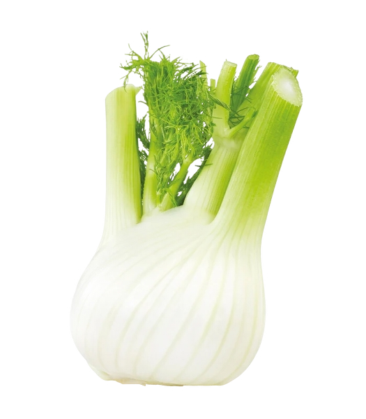 FRESH VEGETABLES FENNEL 10 PCS £2.44 AL KG (APPROX. 5.6 KG ) - ONLY LONDON AREA