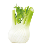 FRESH VEGETABLES FENNEL 10 PCS £4.56 AL KG (APPROX. 5 KG ) - ONLY LONDON AREA
