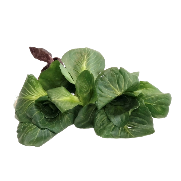 FRESH VEGETABLES CICORINO GRUMOLO £4.93 AL KG (APPROX 6 KG) - ONLY LONDON AREA