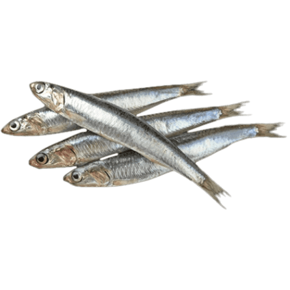 IASA ANCHOVY FILLETS IN OLIVE OIL 600 GR (12 in a box)