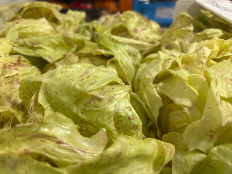 FRESH VEGETABLES CICORY/RADICCHIO CASTELFRANCO £5.06 AL KG (APPROX 4 KG) - ONLY LONDON AREA