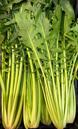 FRESH VEGETABLES CATALOGNA CICORIA LONG £2.99 AL KG (APPROX 3 KG) - ONLY LONDON AREA