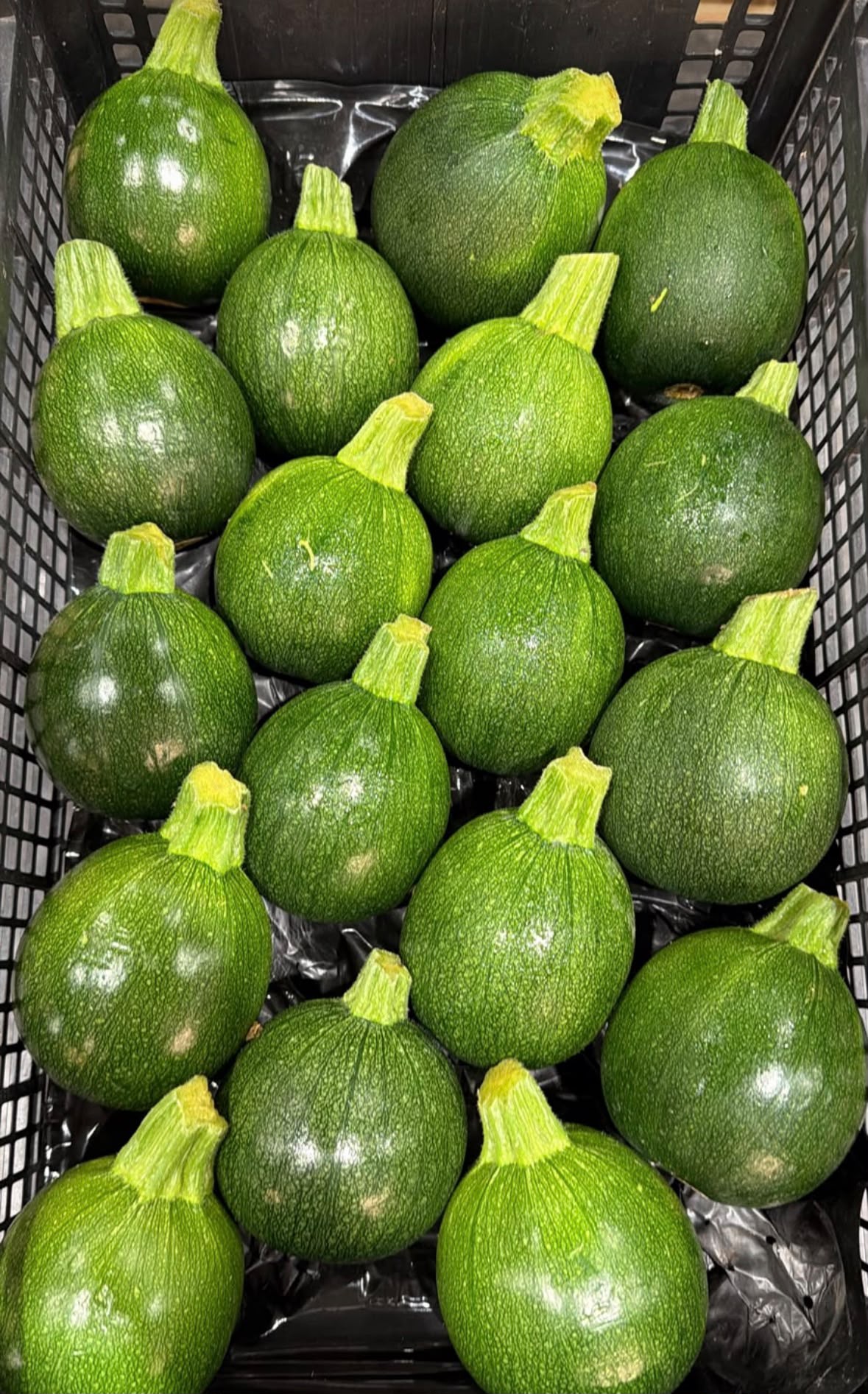 FRESH VEGETABLES COURGETTES ROUND £3.31 AL KG (APPROX 5.6 KG) - ONLY LONDON AREA