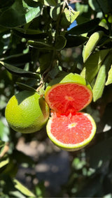 FRESH FRUITS ORANGE CARA CARA £4.12 AL KG (APPROX 5 KG) - ONLY LONDON AREA