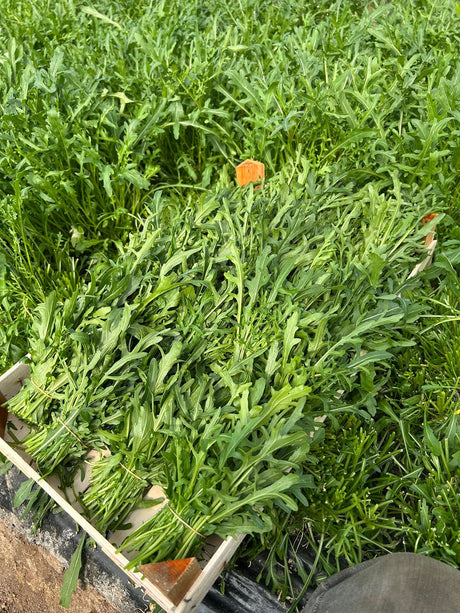 FRESH VEGETABLES ROCKET 20 BUNCHES (1 in a box ) - ONLY LONDON AREA