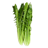 FRESH VEGETABLES CATALOGNA CICORIA LONG £2.99 AL KG (APPROX 3 KG) - ONLY LONDON AREA
