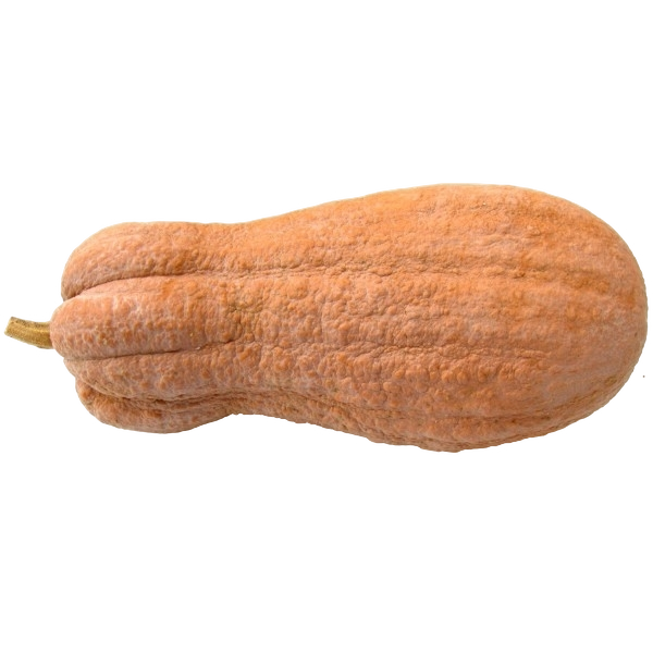 FRESH VEGETABLES SQUASH VIOLINO £1.87 AL KG (APPROX 13.5 KG) - ONLY LONDON AREA