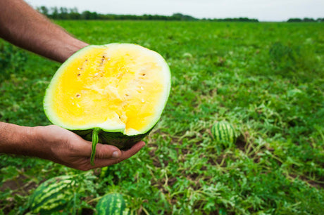 FRESH FRUITS WATERMELON YELLOW £3.25 AL KG (APPROX 6.1 KG) - ONLY LONDON AREA