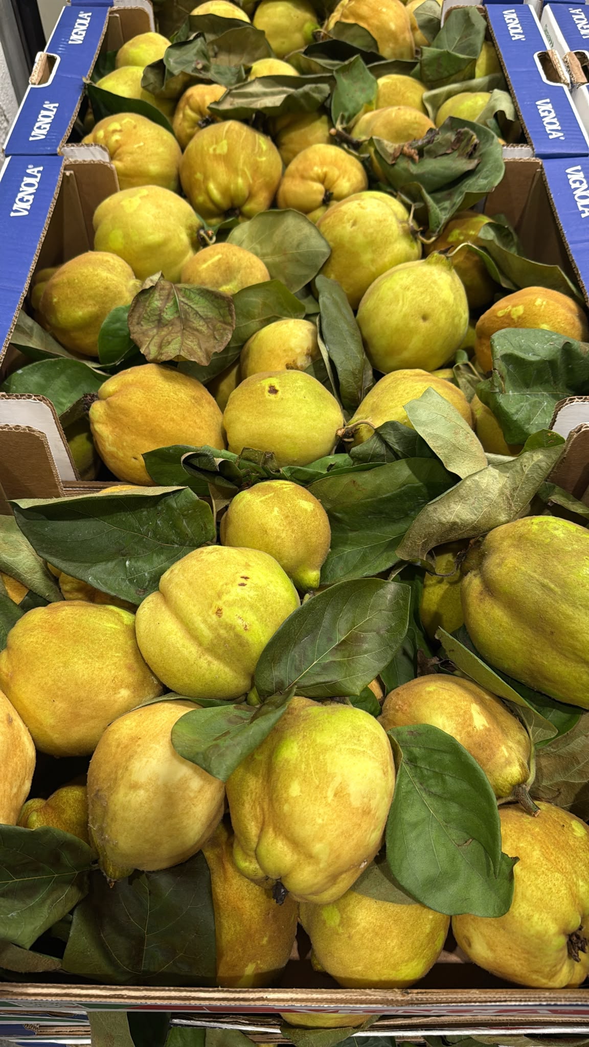 FRESH FRUITS APPLE QUINCE £2.68 AL KG (APPROX 8.5 KG) - ONLY LONDON AREA