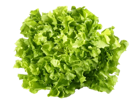 FRESH VEGETABLES SALAD SCAROLA CURLY £5.63 AL KG (APPROX 4 KG) - ONLY LONDON AREA