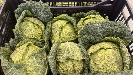 FRESH VEGETABLES CABBAGE SAVOY £1.63 AL KG (APPROX 9.05 KG) - ONLY LONDON AREA
