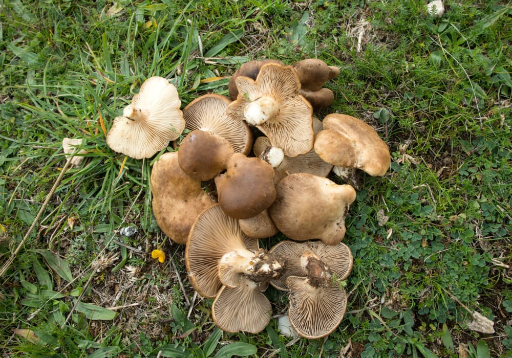 FRESH MUSHROOMS CARDONCELLI £12.37 AL KG (APPROX 3.5 KG) - ONLY LONDON AREA