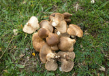 FRESH MUSHROOMS CARDONCELLI £12.37 AL KG (APPROX 3.5 KG) - ONLY LONDON AREA