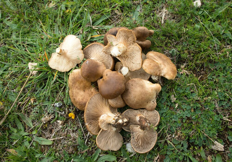 FRESH MUSHROOMS CARDONCELLI £12.37 AL KG (APPROX 3.5 KG) - ONLY LONDON AREA