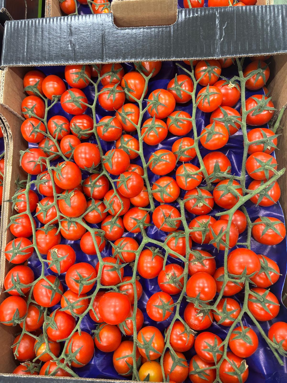 FRESH VEGETABLES TOMATO CHERRY ON THE VINE EXTRA £9.68 AL KG (APPROX 3 KG) - ONLY LONDON AREA